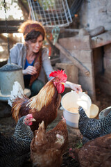 Smiling Lady Rancher Tending to Her Poultry in the Domestic Chicken House © Fotopogledi