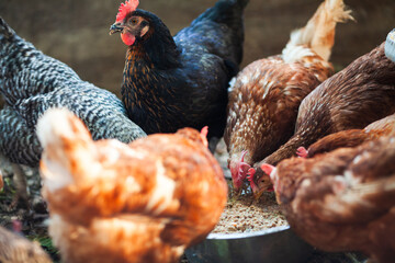 Different Types of Hen in a Domestic Chicken House on Countryside