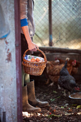 Female Farmer Collected Fresh Eggs From Domestic Coop