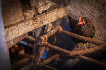 The Farmer Built a Spacious and Well-Ventilated Coop for His Chickens to Ensure Their Comfort and Safety