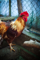Big Beautiful Rooster in a Domestic Chicken House on Countryside