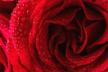 Natural red roses with water drops close-up. Greeting card for Valentines Day, Womens Day. Holiday concept.