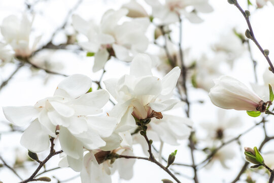 White magnolia flowers on tree on sky background.