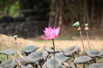 Pink lotus flower blooming in the pond with green leaves.
