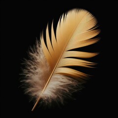 feather isolated on simple background
