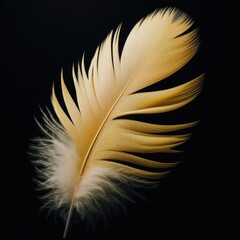 feather isolated on simple background