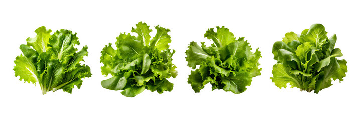 Set of Fresh cluster of crisp verdant salad leaves, isolated over on white transparent background