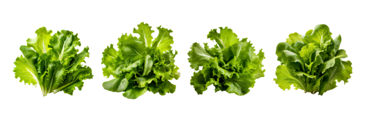Set of Fresh cluster of crisp verdant salad leaves, isolated over on white transparent background