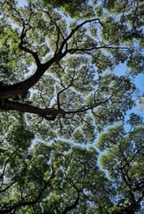 Fototapeta premium tree in spring