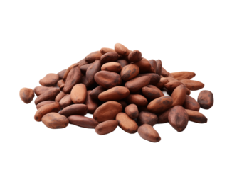 cocoa beans isolated