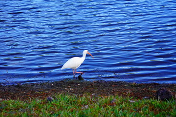 White ibis bird (Threskiornithidae, Eudocimus albus) is looking for food