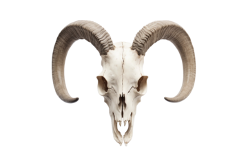 goat skull isolated on white