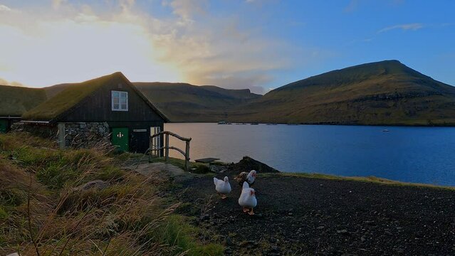 Walking duck with wooden chalet at Faroe islands
