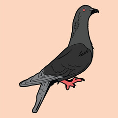 pigeon gray side view vector