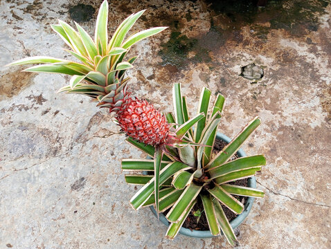 Fresh red pineapple, pineapple plant, and young pineapple. Red pineapple plants blooming on the pot in the backyard.