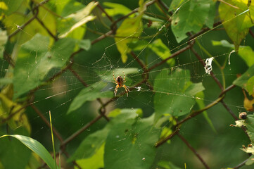 Spinne lauert im Spinnennetz