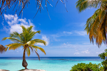 Palm tree and tropical vegetation on shore of a beach in front of blue ocean, Maldives island