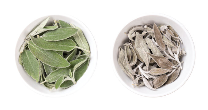 Fresh and dried sage leaves, in white bowls. Common sage, Salvia officinalis, a grayish green herb with velvety leaves. Used as spice, medicinal plant, incense, and for essential sage oil. Close-up.