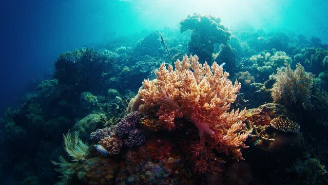 Coral reef in the West Papua, Raja Ampat, Indonesia