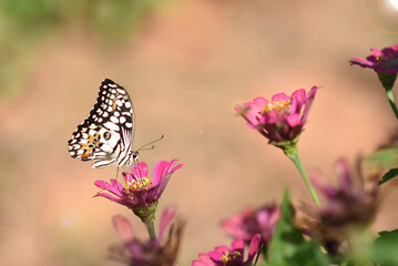 Butterflies and flowers refresh the morning, warm atmosphere, nature, happy all day.