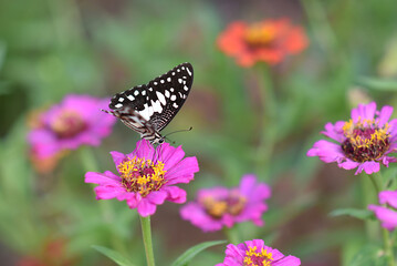 Butterflies and flowers refresh the morning, warm atmosphere, nature, happy all day.