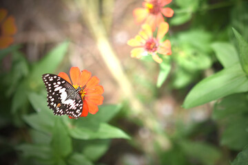 Butterflies and flowers refresh the morning, warm atmosphere, nature, happy all day.