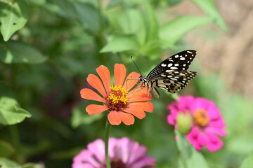 Butterflies and flowers refresh the morning, warm atmosphere, nature, happy all day.