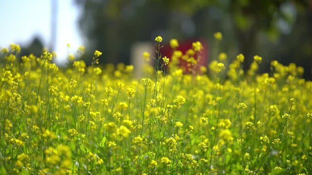 Yellow Rapseed, Mustard flowers field, closeup background of yellow rapseed field swaying on wind at daylight