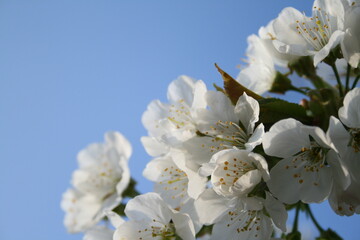 A white flower, delicate and pure, nestled on a tree