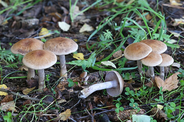 Cortinarius anomalus, known as the variable webcap, wild mushroom from Finland