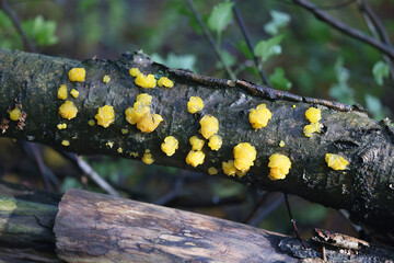 Dacrymyces lacrymalis, a jelly spot fungus from Finland, no common English name