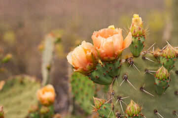 Orange Cactus Flowers blooming in Saguaro National Park
