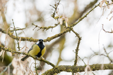 A great tit (Parus major) has captured a nut and is sitting with it on a tree to eat it