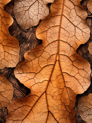 a plane tree leaf texture