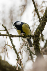 Obraz na płótnie Canvas A great tit (Parus major) has captured a nut and is sitting with it on a tree to eat it