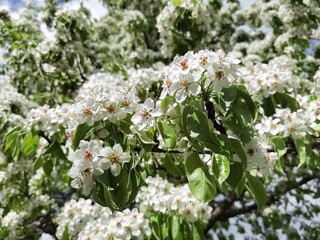 white flowers in the garden