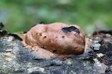 Fuligo leviderma, slime mold from Finland, no common English name
