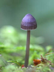 Clustered pine bonnet, Mycena stipata, also called Mycena alcalina, wild mushroom from Finland