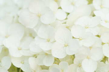 beautiful  blossom  of white hydrangea  background at summer day.  macro