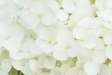 Foto op Plexiglas beautiful  blossom  of white hydrangea  background at summer day.  macro © anakondasp