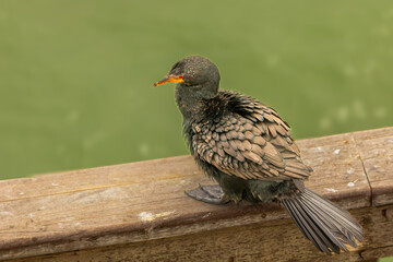Crowned cormorant (microcarbo coronatus) in Swakopmund, Namibia.