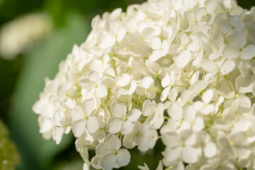 beautiful white hydrangea  blossom   at summer day.  close up