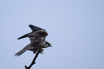 Laggar Falcon taking a flight from the branch of tree in wild.