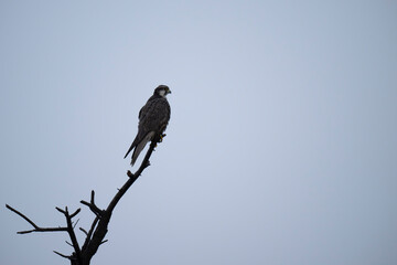 Laggar Falcon Perched on branch of tree in wild.