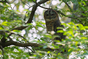 The mottled wood owl is a species of large owl found in India