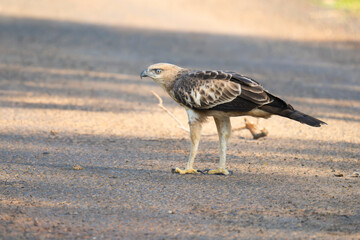 Changeable Hawk eagle. Crested Hawk eagle hunting its prey frog