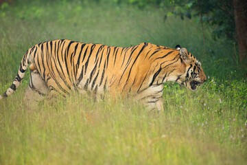 Obraz premium Royal Bengal Tiger of Tadoba National Park. Tiger named Yuvraj from Tadoba tiger reserve.