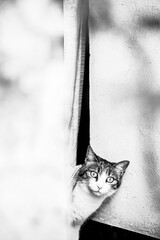 Petit chat blanc et tigré curieux regardant par la porte de la maison
