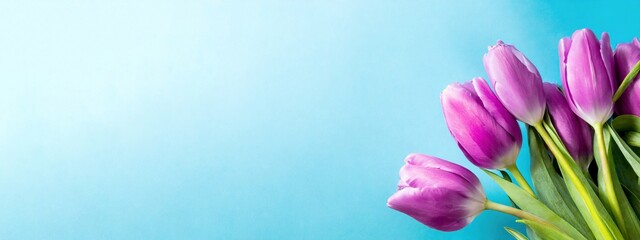 Violette Tulpen auf blauem Hintergrund  - obrazy, fototapety, plakaty