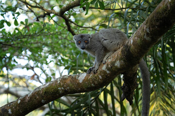 Common brown lemur in the forest. Eulemur fulvus is climbing on the tree in Madagascar. Gray lemur in the park.